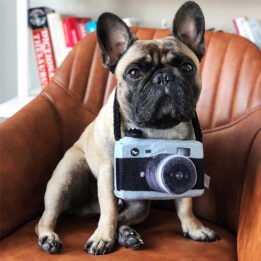 New Pet Products 2020 Pet Plush Toy Dog Camera Photo Props For Pet www.gmtpet.cn